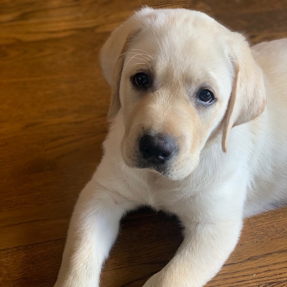 Meet your Posher, Madalina - Picture 1 of 1